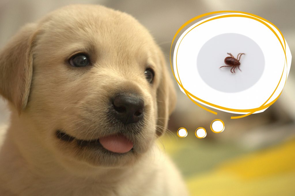 筆者の体験談 愛犬が ハウスダストアレルギー を発症した時にできること 花粉症対策サイト