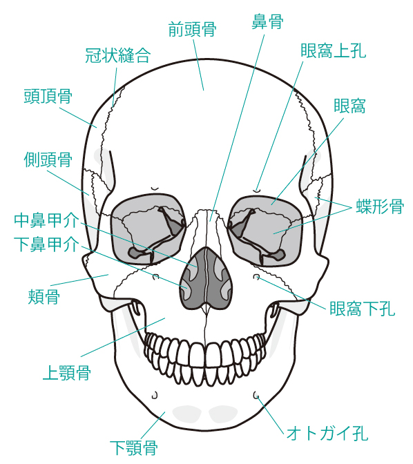 頭骨
